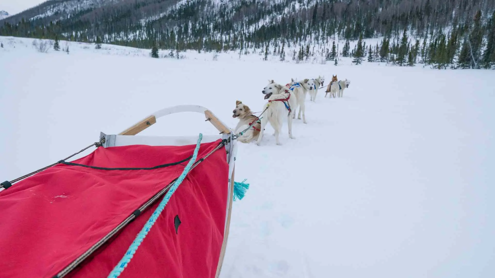 Dog Sled Tour in Canmore