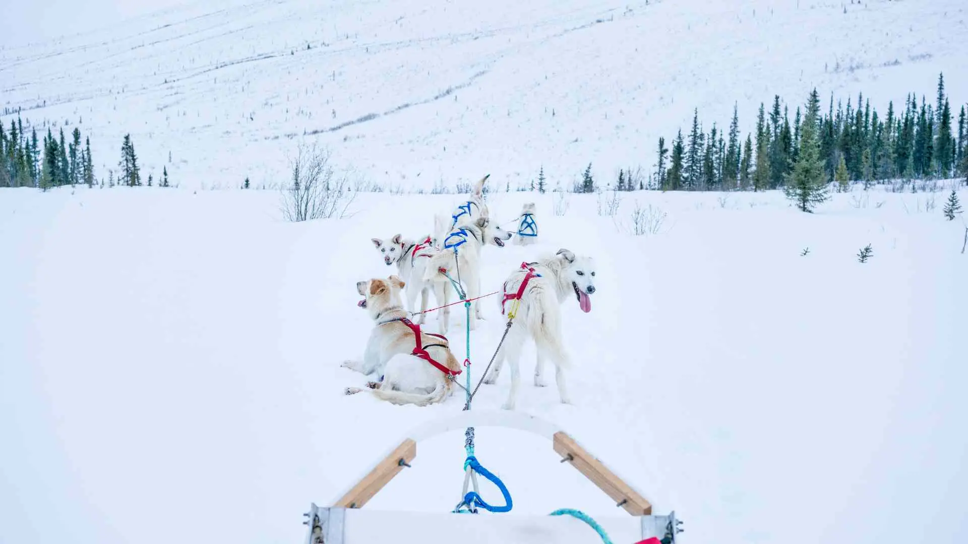 Dog Sled Tour in Canmore