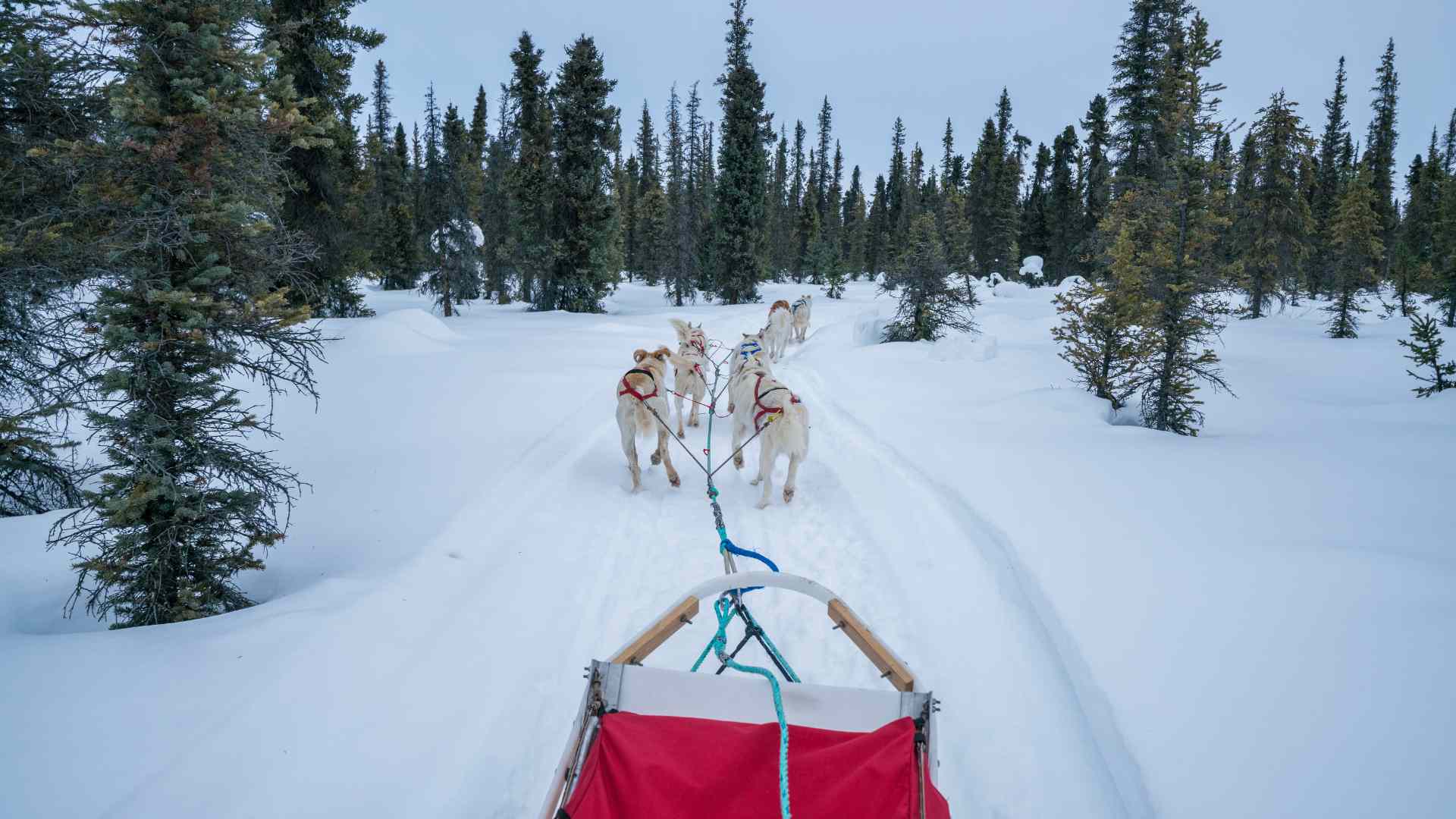 Dog Sled Tour in Canmore