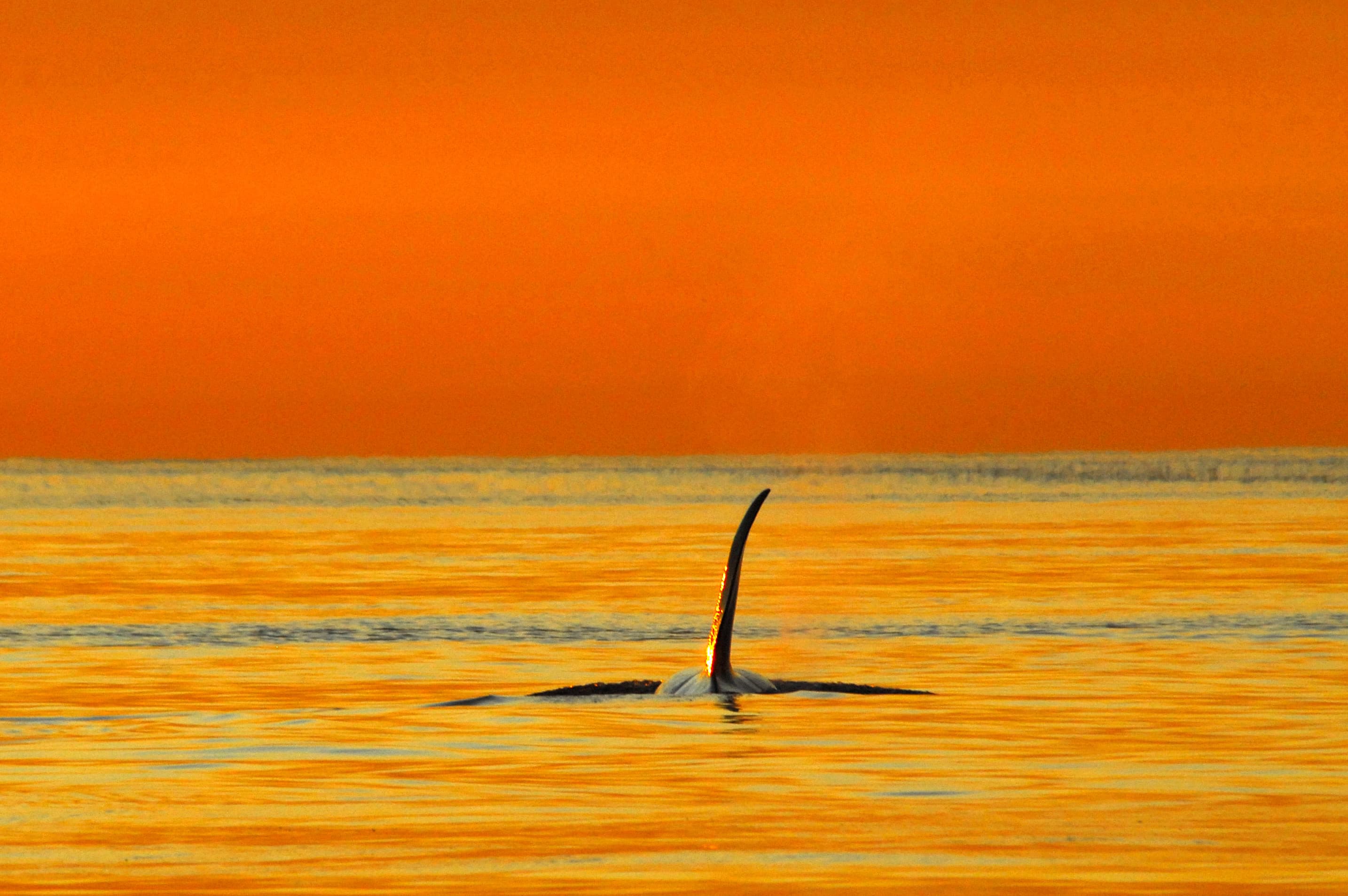 Sunset Whale Watching in Vancouver