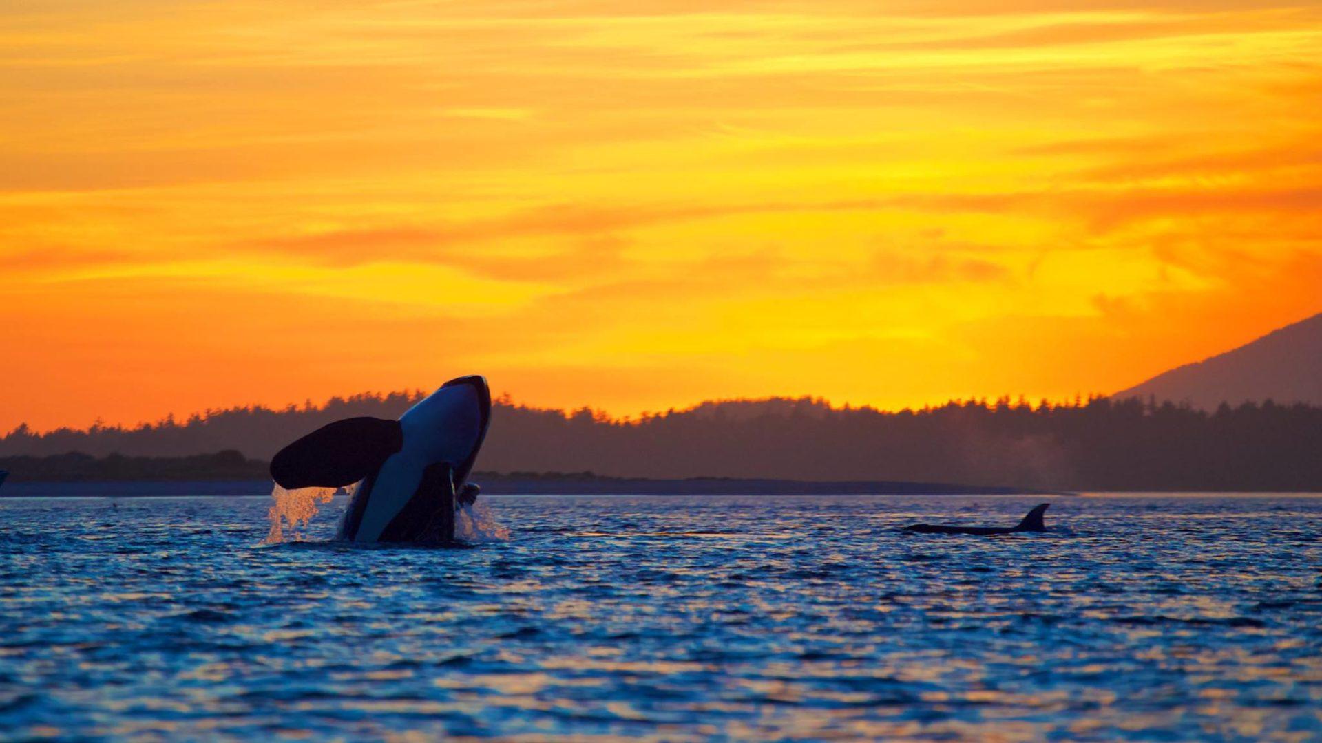 Sunset Whale Watching in Vancouver